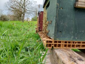 ruchers abeilles