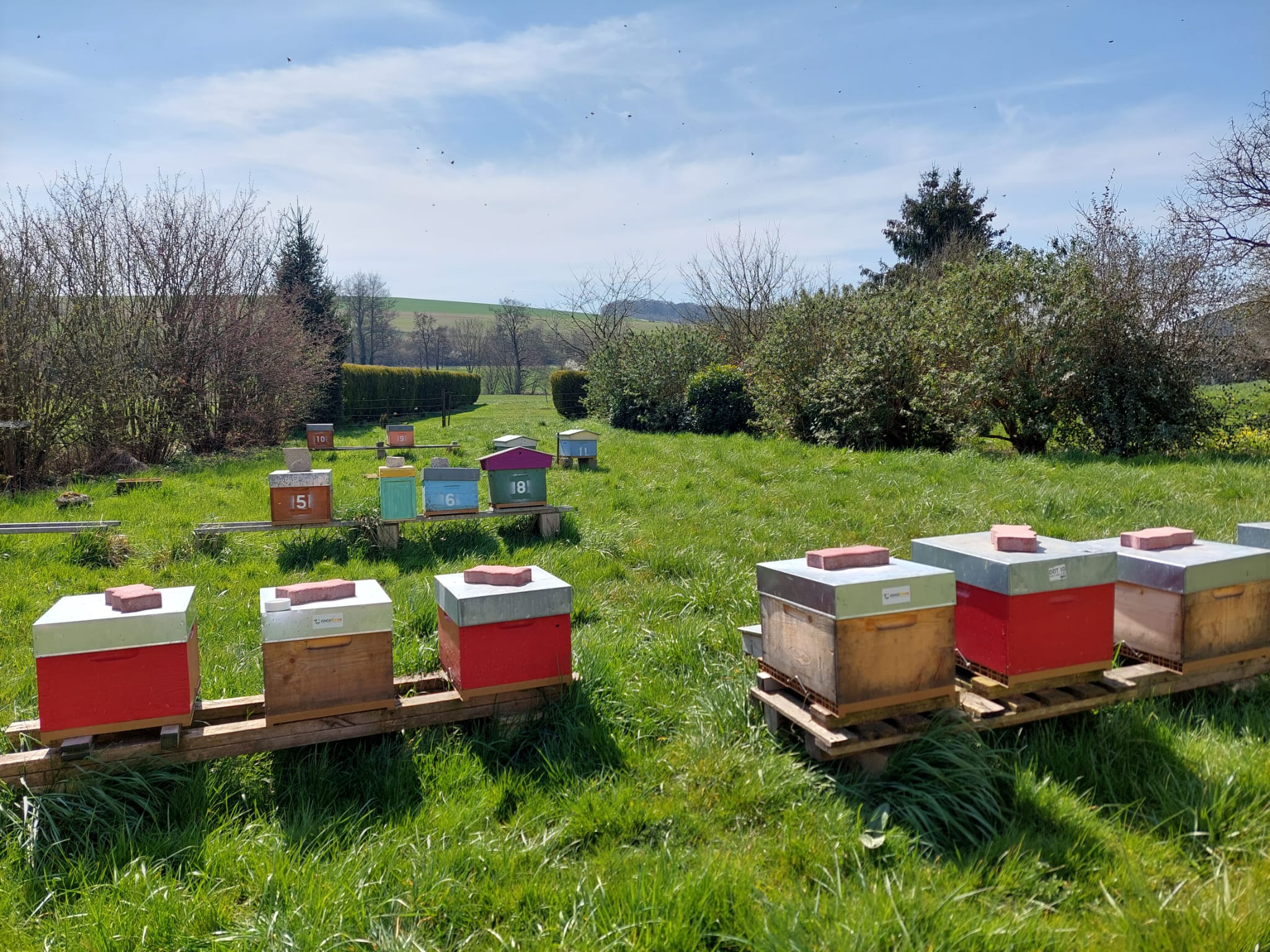ruchers cocobees
