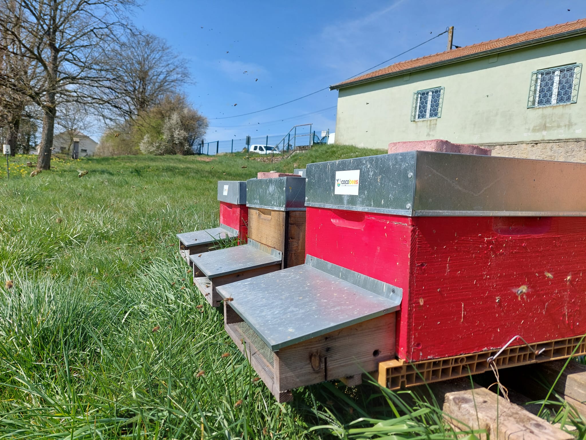 ruchers cocobees