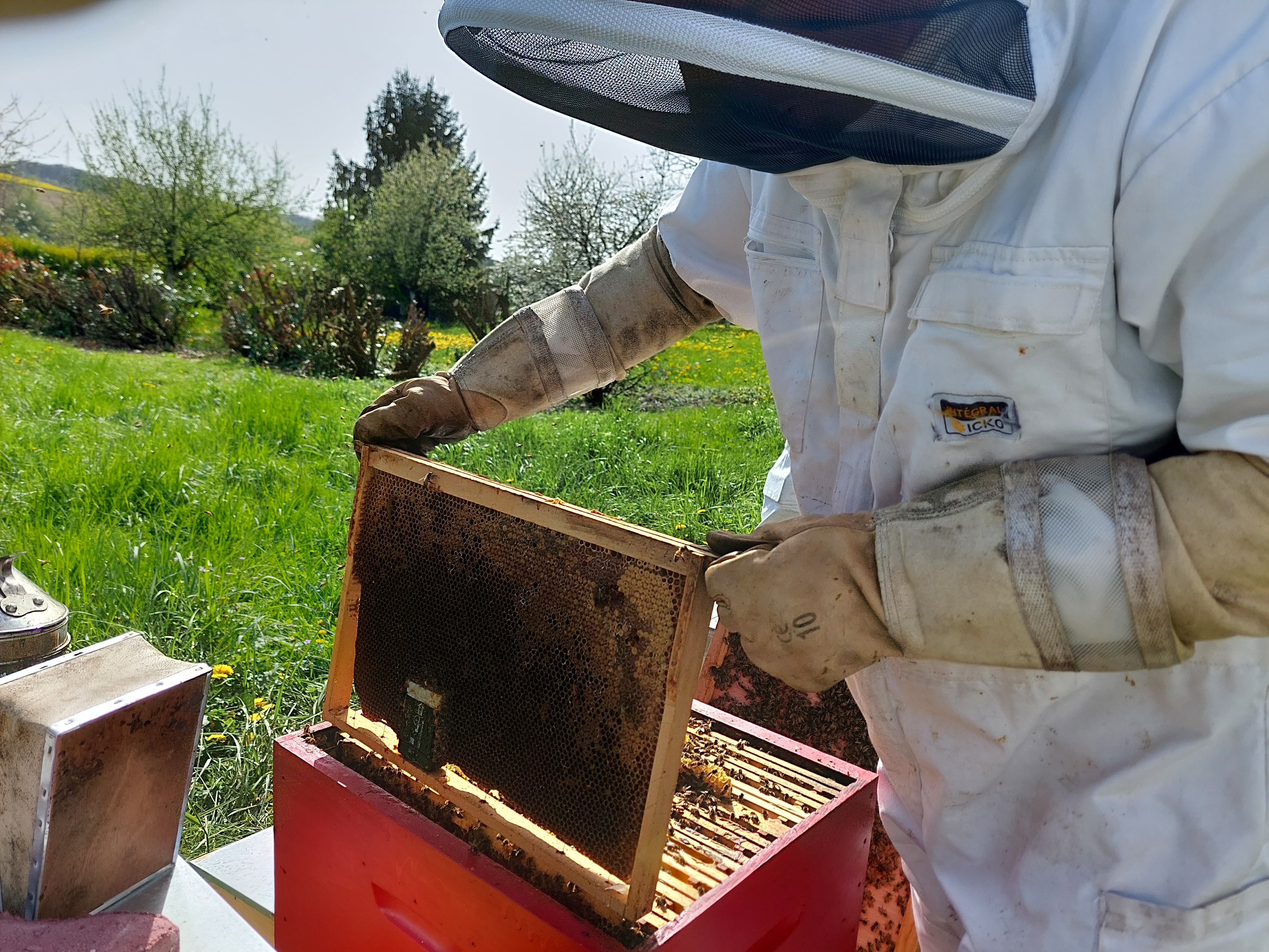 rucher cocobees