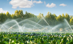 irrigation champs