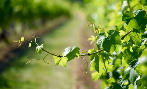 fertilisation azotée viticulture