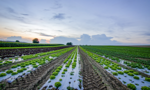 OAD fertilisation azotée