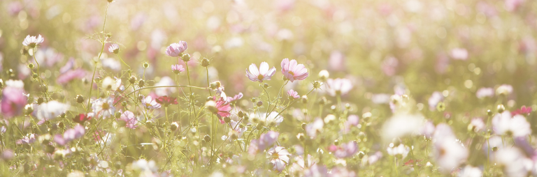 bande fleurie biodiversité