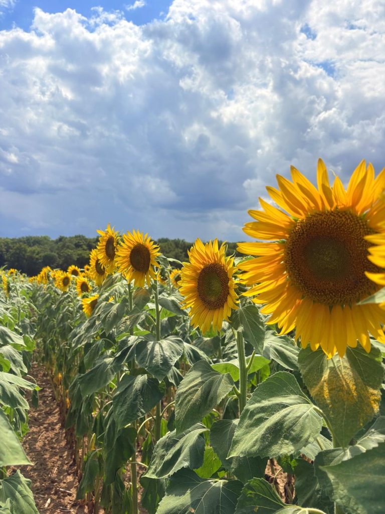 essai-grandes-bandes-tournesol